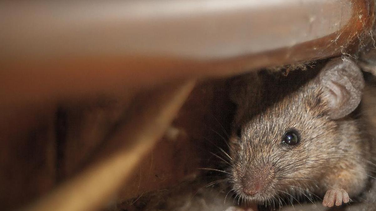 Mice commonly stir in NC homes when it’s cold. Signs they’re around (+ how to keep them out)