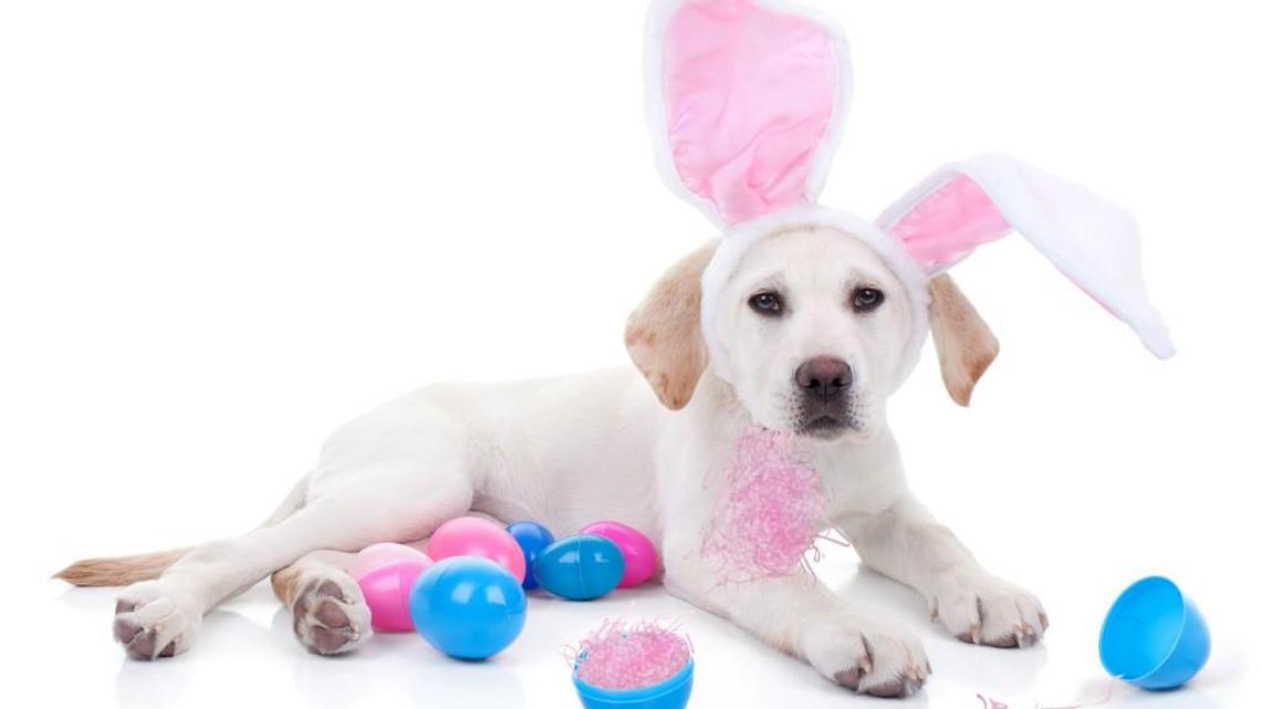 Here’s why Easter is good for you but dangerous for your pets