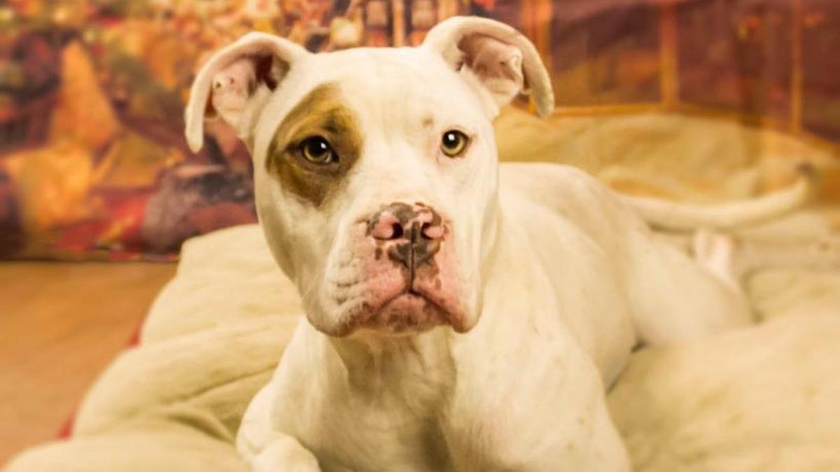 Bingo is an American bulldog.