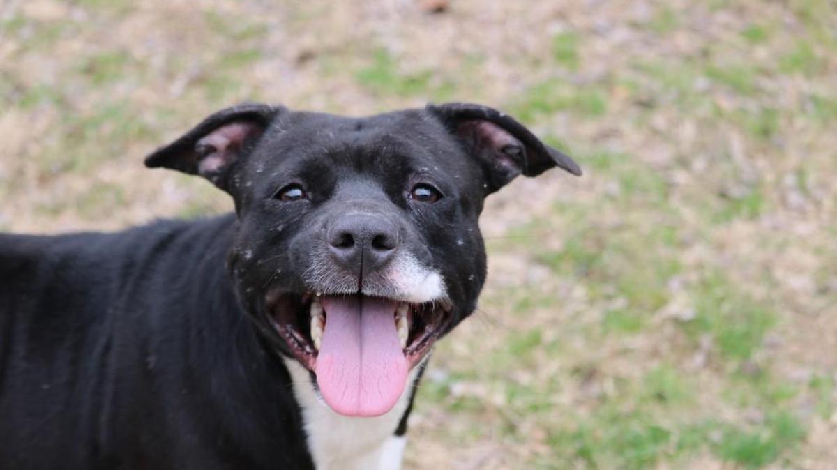 Lexis is a 3-year-old female.