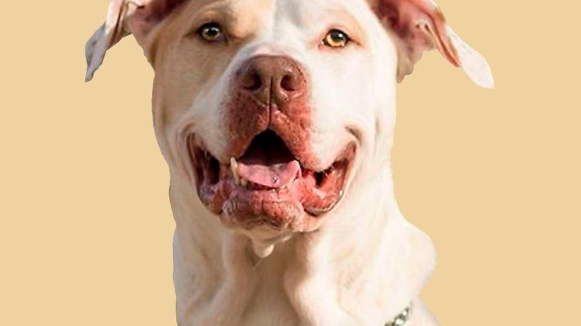 Tips to keep your pets safe from merry, bright Christmas décor