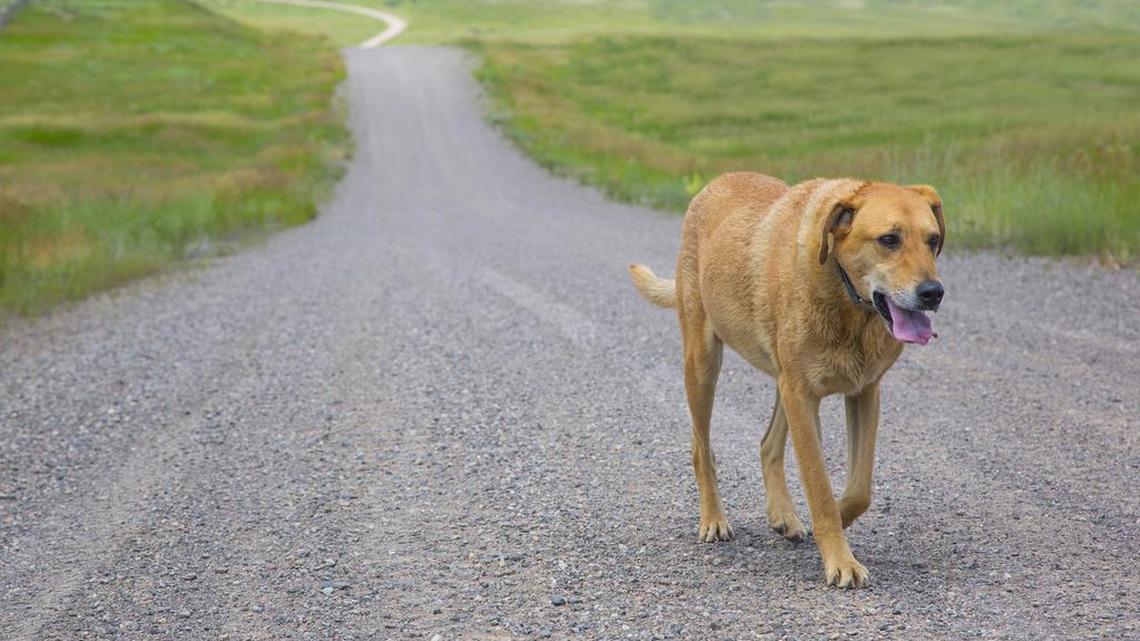 Weekend wanderers cause heartbreak