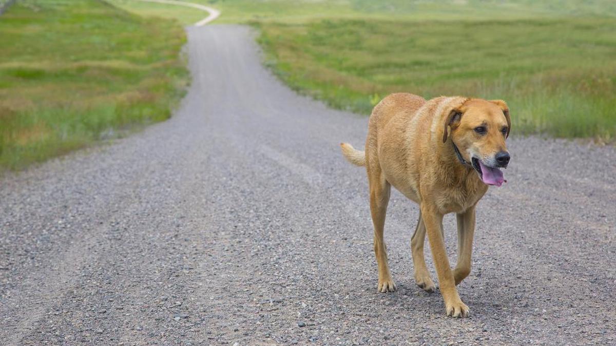 Many pets seem to go missing on weekends. It could be because their owners are out of town.