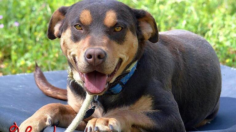 Pet Picks: Middle Georgia Adoptable Animals (updated Oct. 15, 2016)