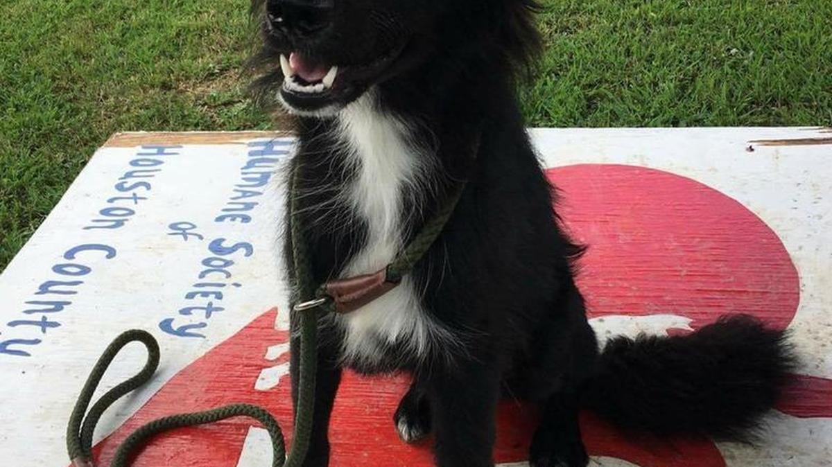 Chatham is a border collie mix.
