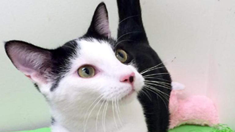 Pet Picks: Middle Georgia Adoptable animals (updated Nov. 18, 2016)