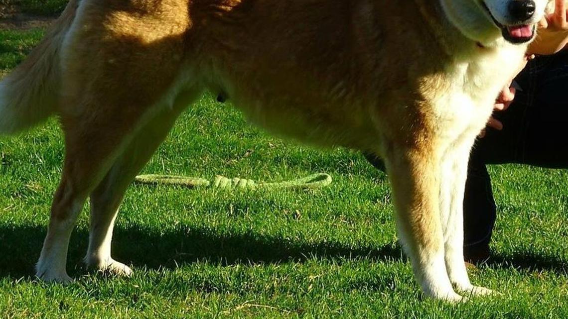 Pet of the week: Sunni