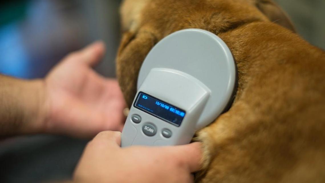 Microchips and ID tags can prevent seperation heartbreak