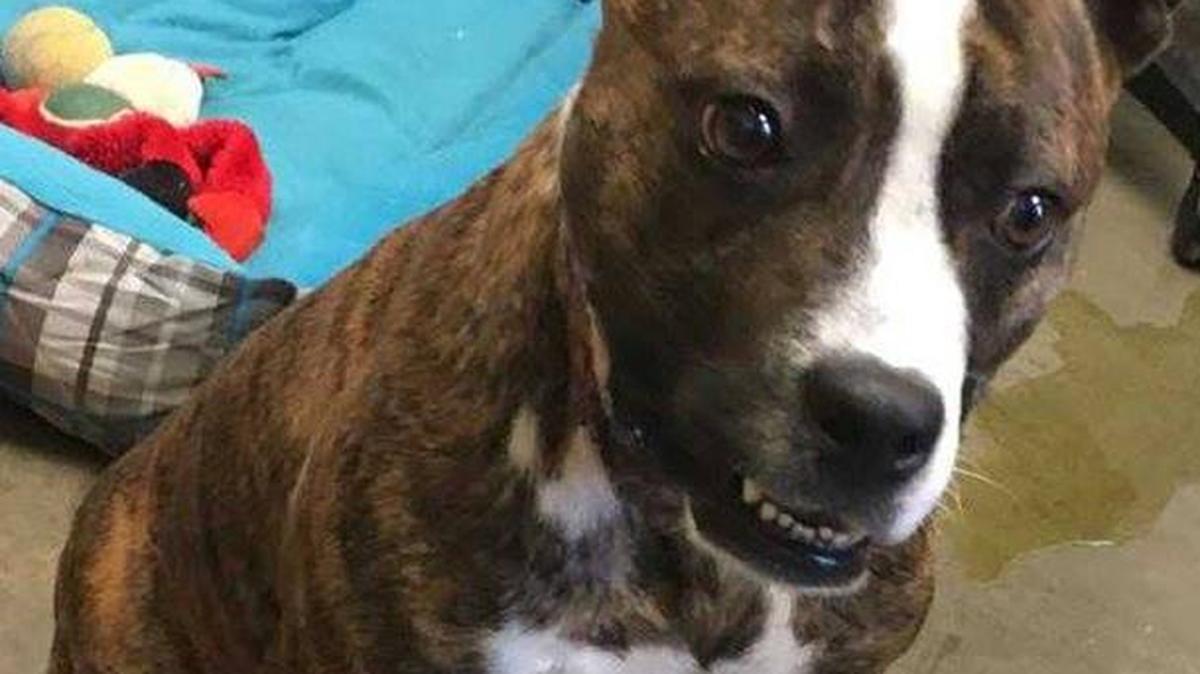 Tiffani is a 4-year-old old female.