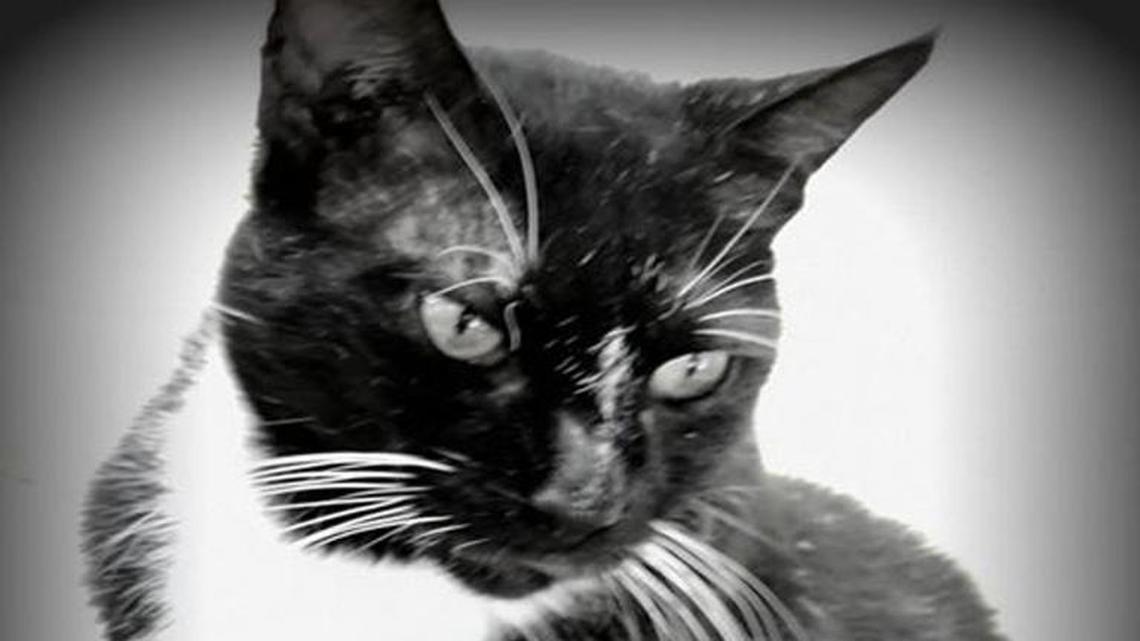 Pet of the week: Sal