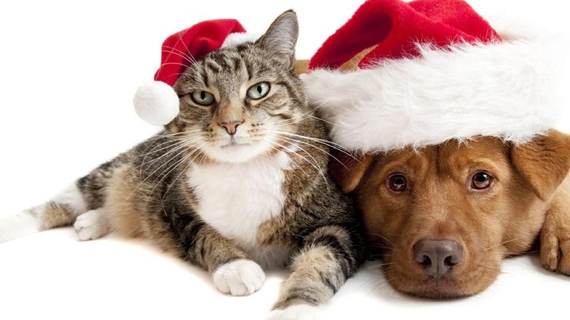 Counting blessings at Christmas