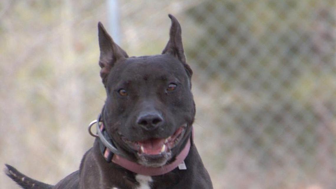 Pet of the week: Maggie