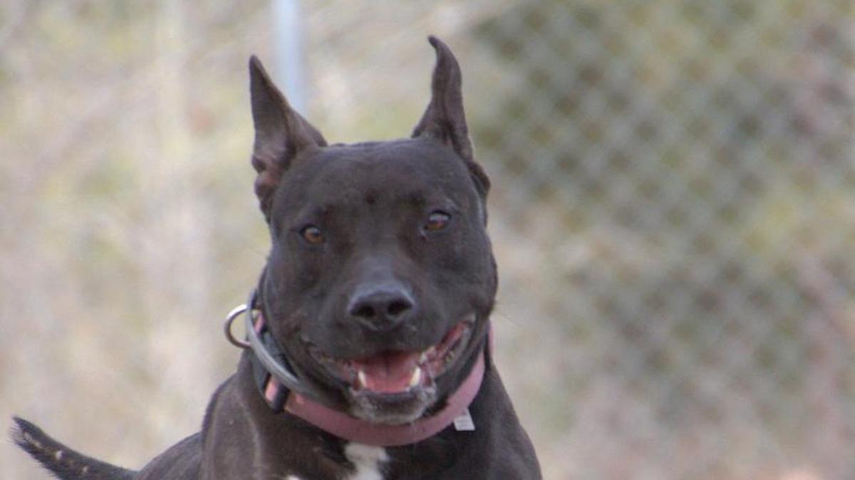 Maggie is a female pit bull mix.