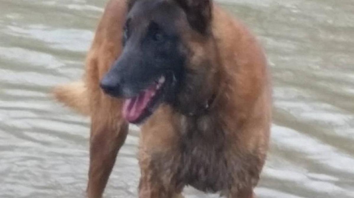 Zeus, a Belgian Malinois, died recently after a distinguished law enforcement career with the Monroe County Sheriff’s Office.