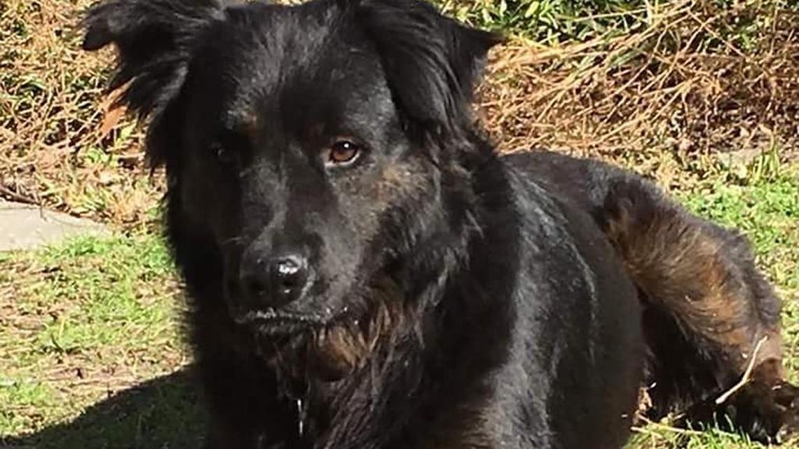 Winston the Battle Buddy