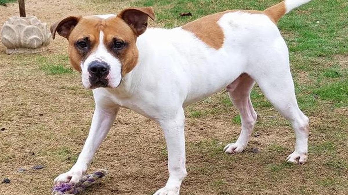 Samuel is a bulldog mix.