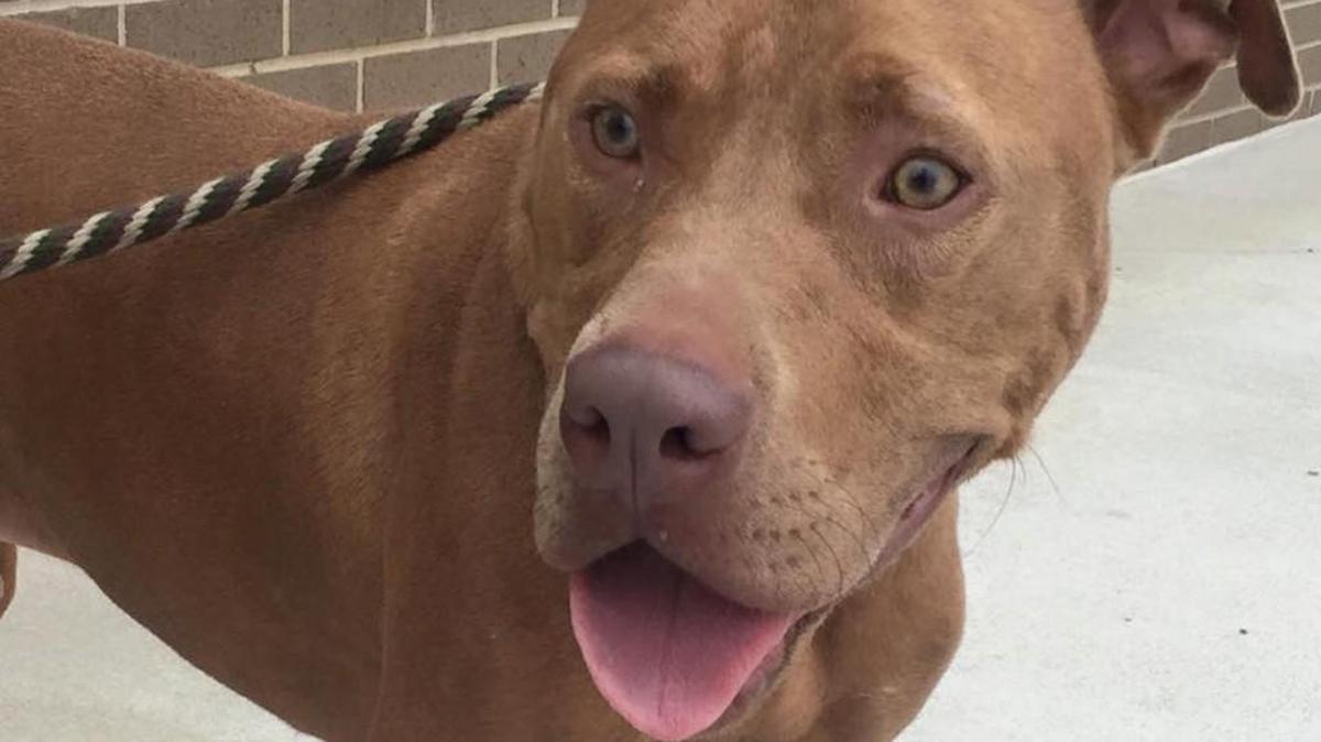 Willie is a labador and pit bull terrier mix.