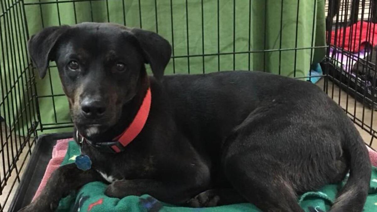 Blackjack is a one-year-old male terrier mix.