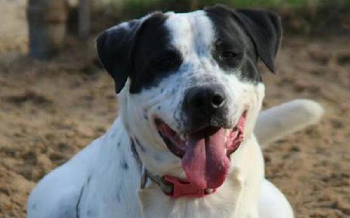 Murphy is a mixture of breeds and is about 2 years old.