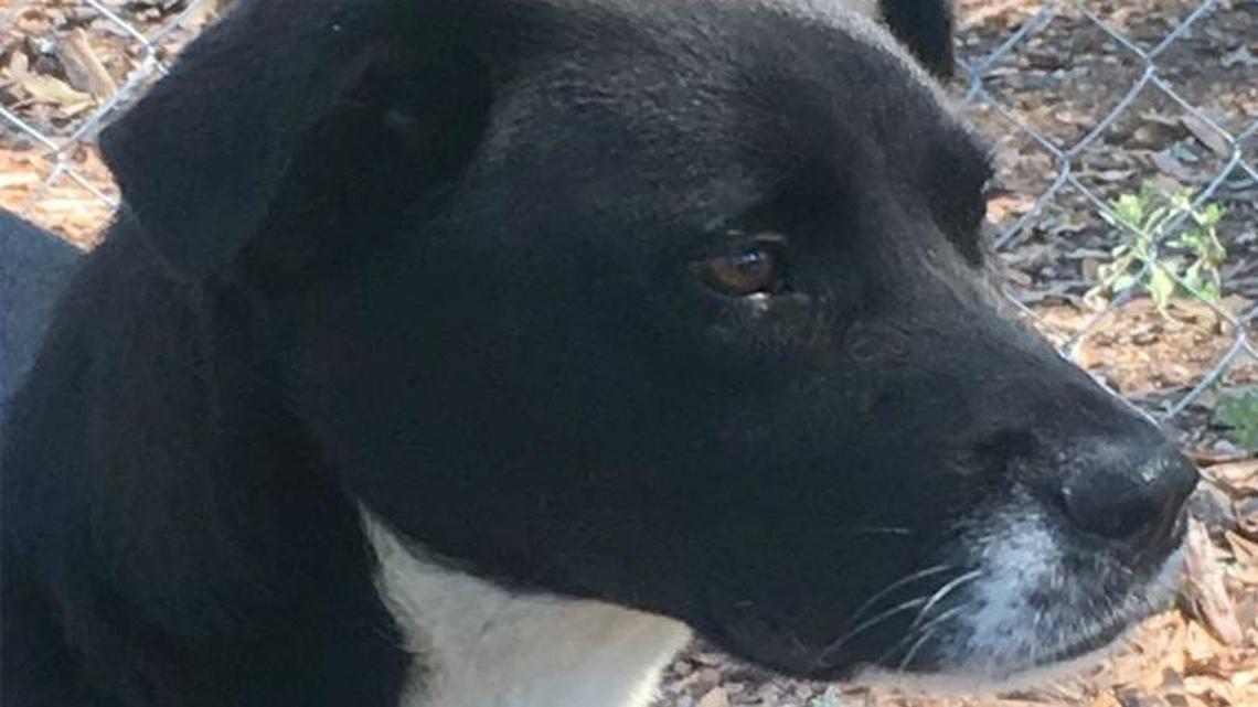 Pet of the week: Cane