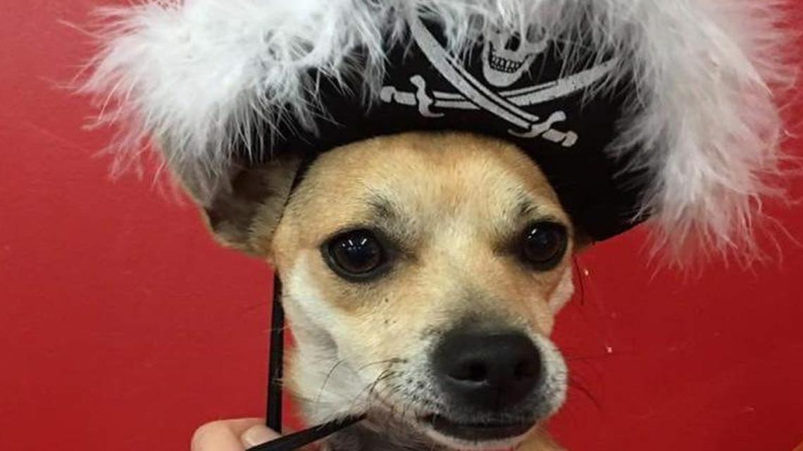 Pet of the week: Gatsby