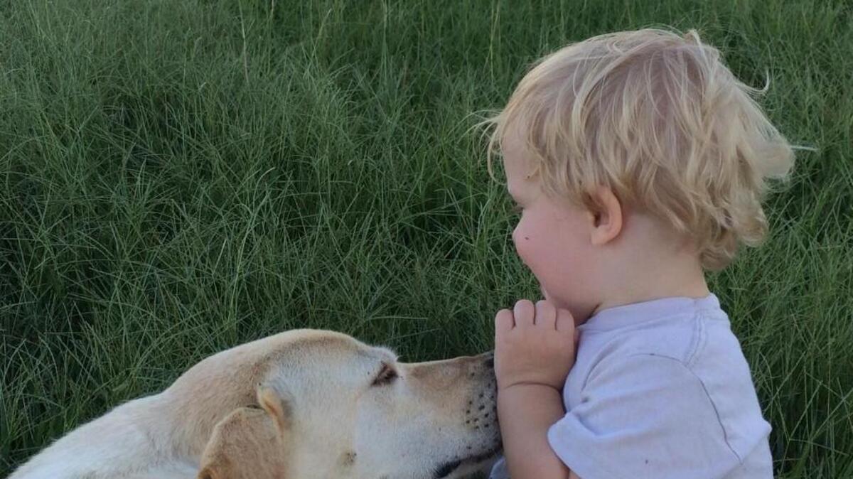 Waylon Williams plays with Cotton, his yellow Labrador retriever.