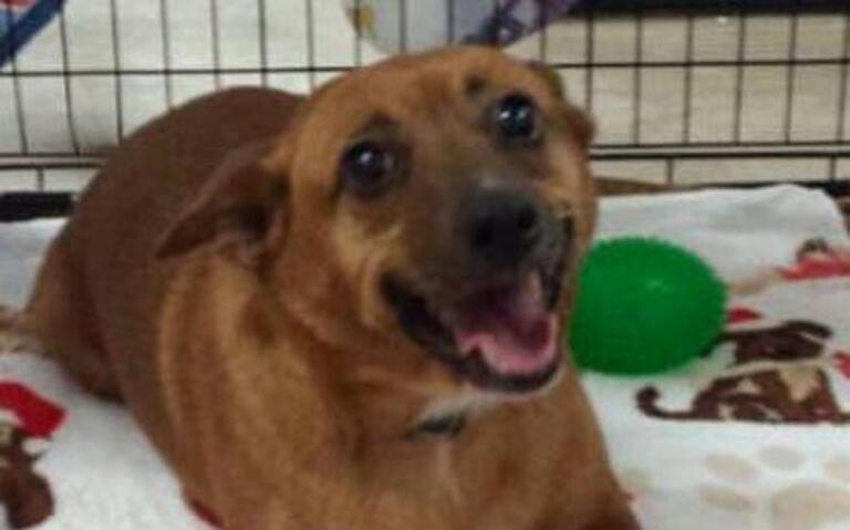 Pet Picks: Middle Georgia Adoptable animals (updated Sept. 30, 2016)