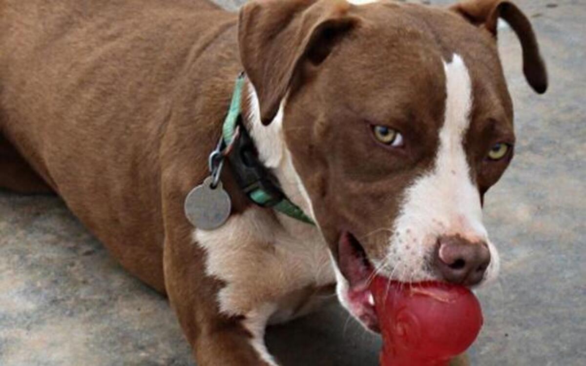 Ginger is a young boxer mix available for adoption at Sav A Pet.