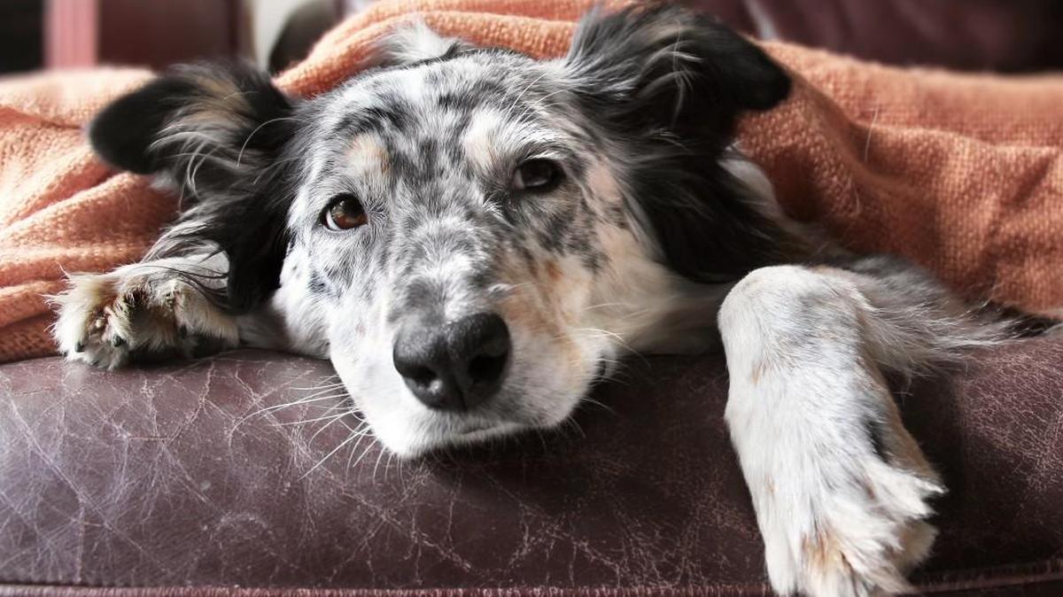 Adult dogs are a great addition to a family.