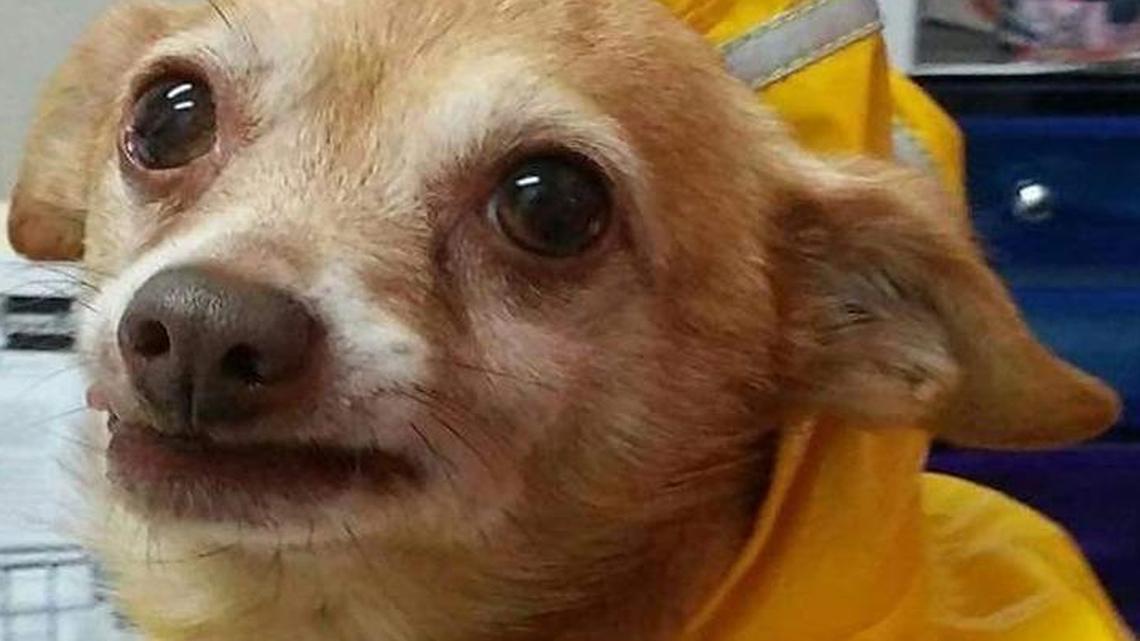 Pet of the Week: Owen