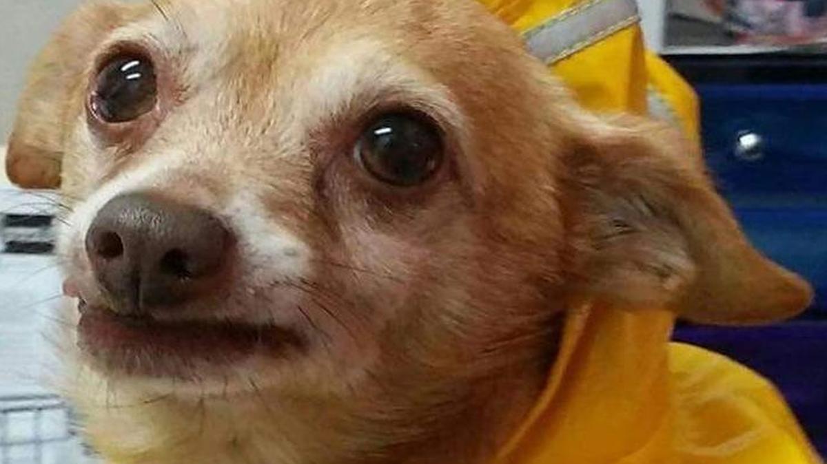 Owen is a Chihuahua mix available for adoption at the Houston County Humane Society.