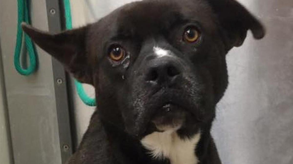 Clifford is available for adoption at Macon-Bibb County Animal Welfare.
