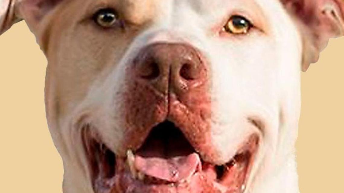 The sadness in saying goodbye to a pet