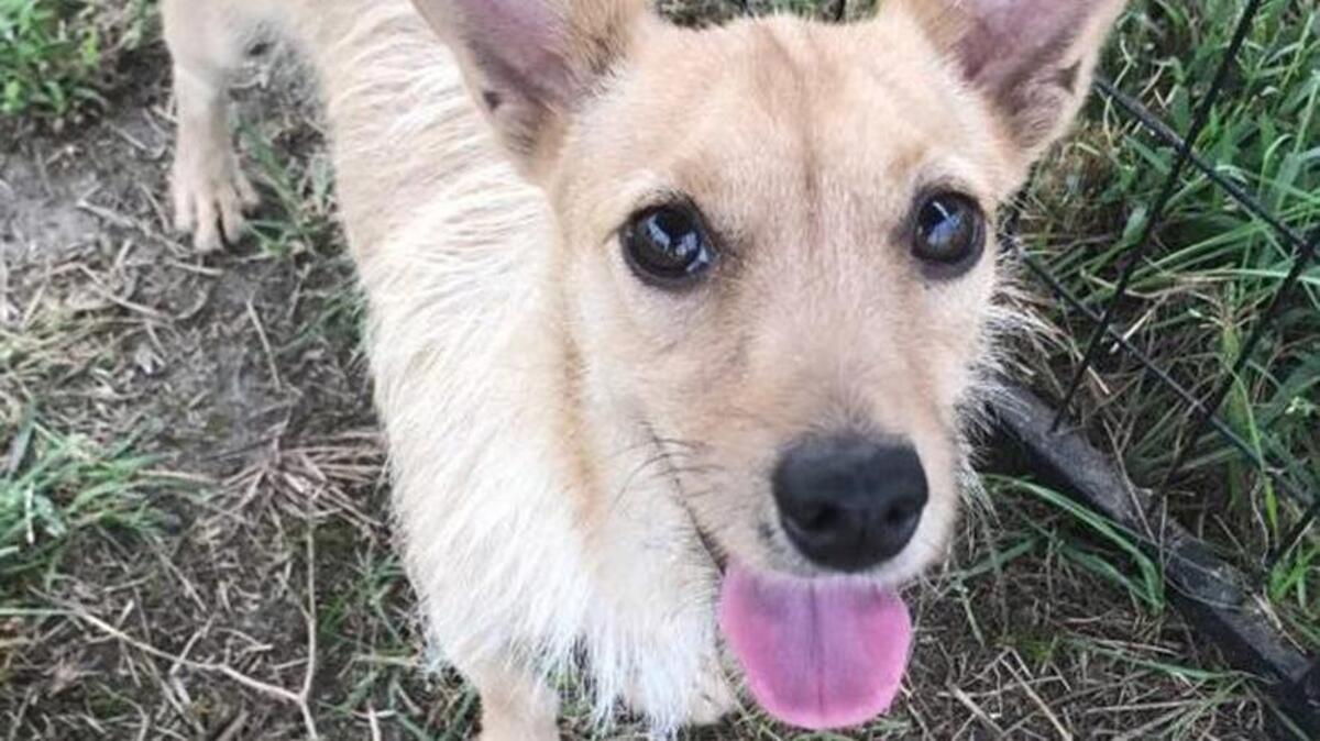 Amazon is a wire haired dachshund mix avilable for adoption at the Humane Society of Houston County.