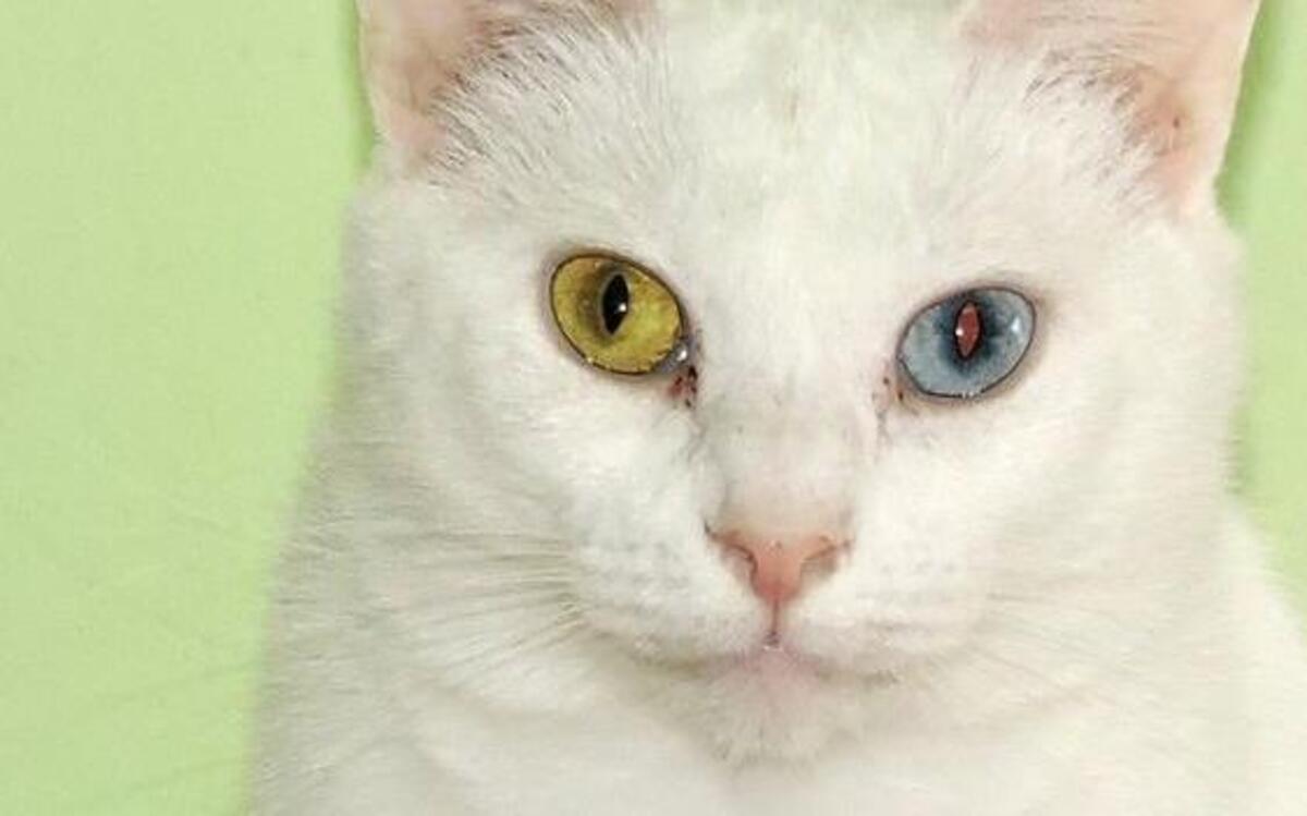 Blanca can be adopted at Kitty City Kat Rescue.