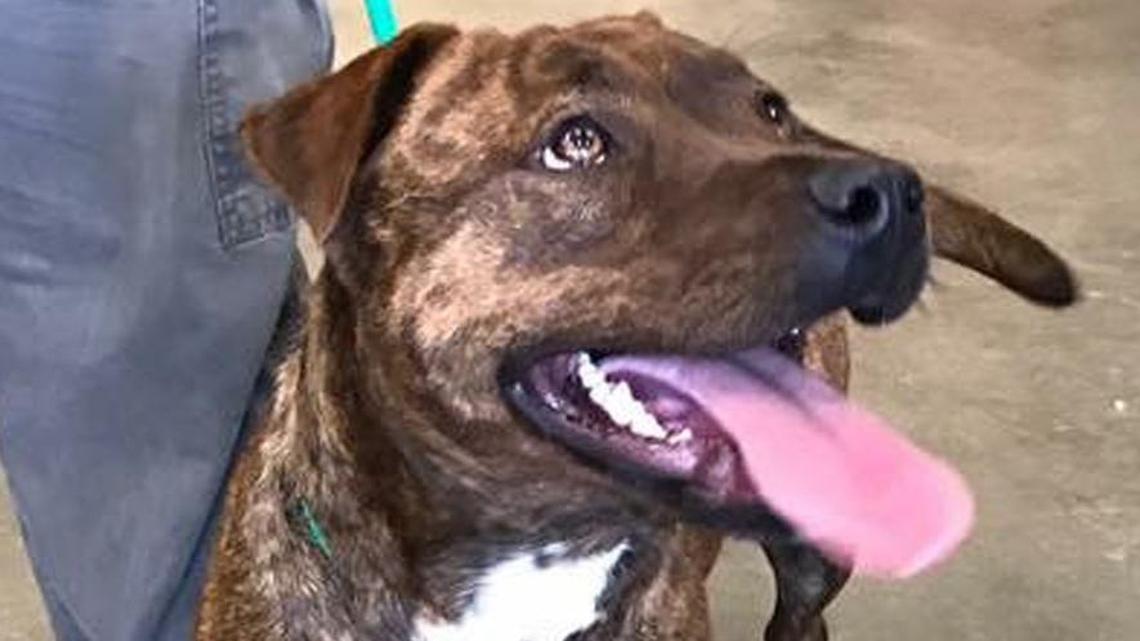 Pet of the week: Francis