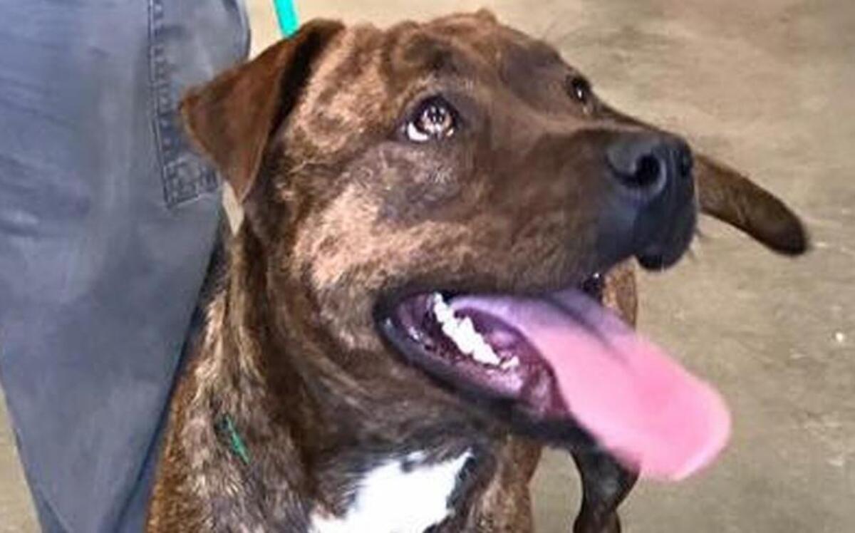 Francis is a young Labrador retriever/plott hound mix.