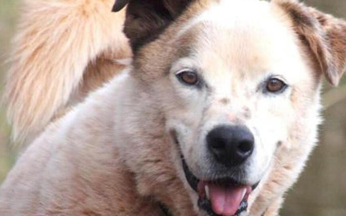 Podee is a 4-year-old Great Pyrenees and border collie mix.