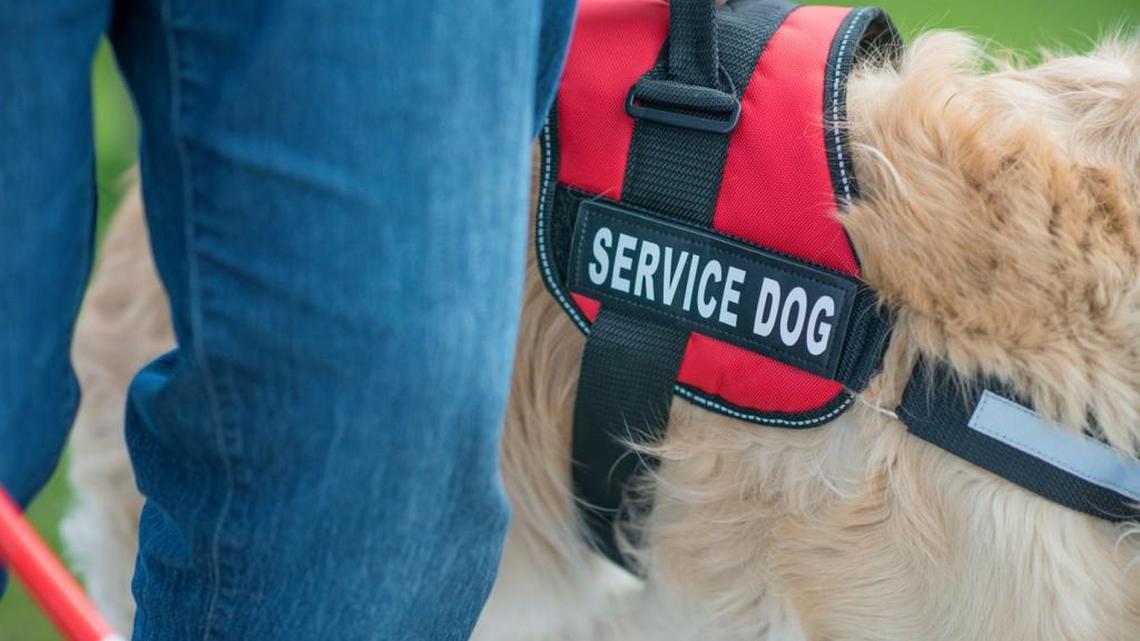 They work like dogs, so they deserve a treat