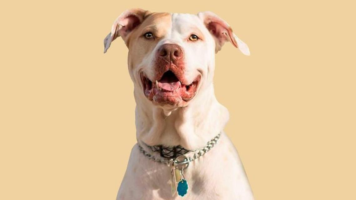 Never give up hope when pet is missing