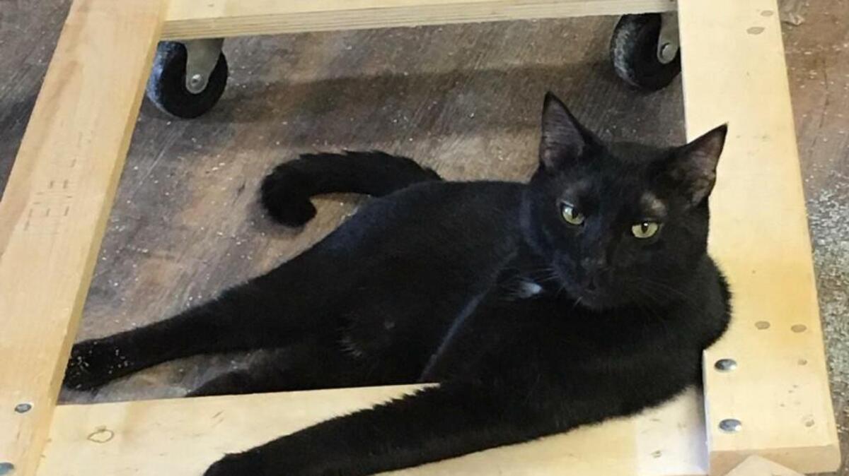 Midnight is an adult male cat ready to be adopted.