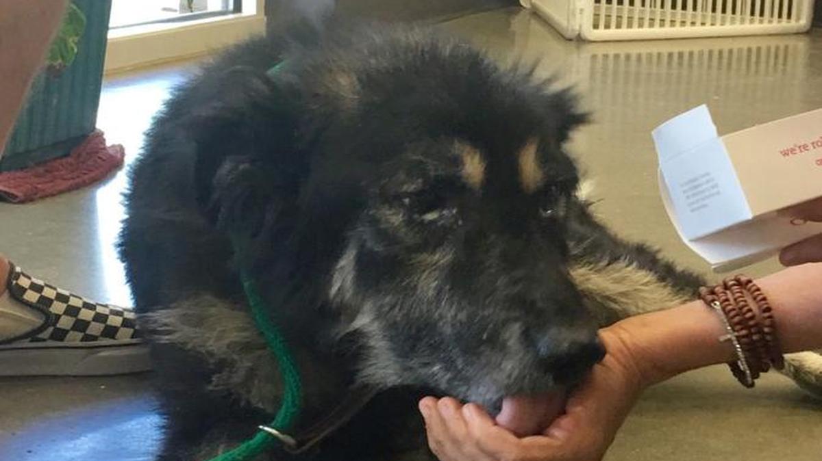Piper has had a tough life, but his fortunes changed dramatically recently.