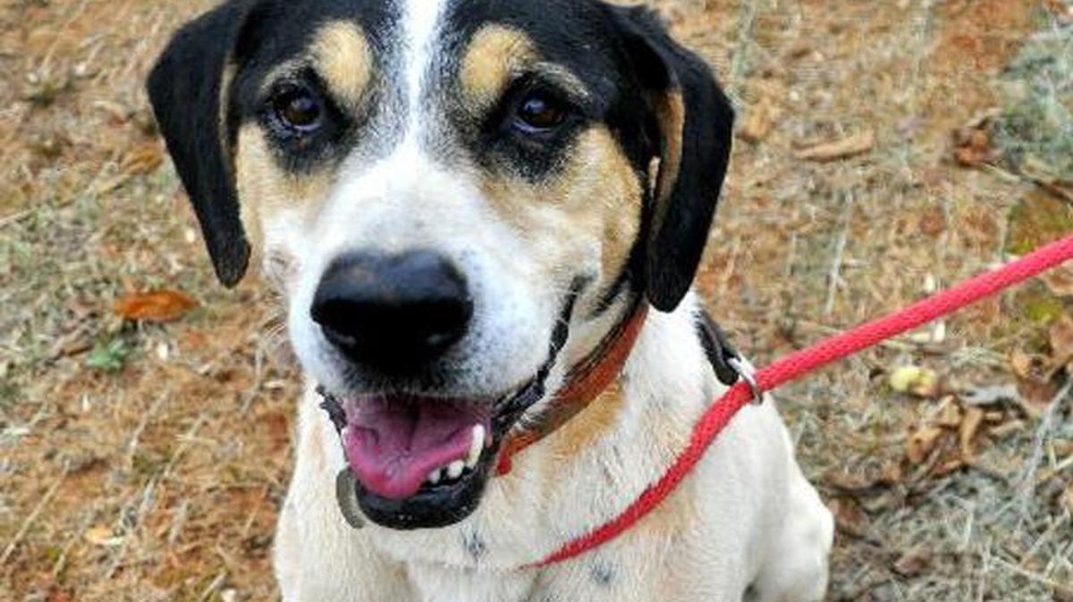 Jacks is an eight-year-old hound/dalmatian mix available at Save A Pet.
