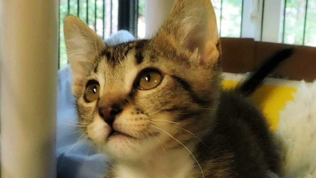 Rudy loves to cuddle up, and is looking for someone to do it with.