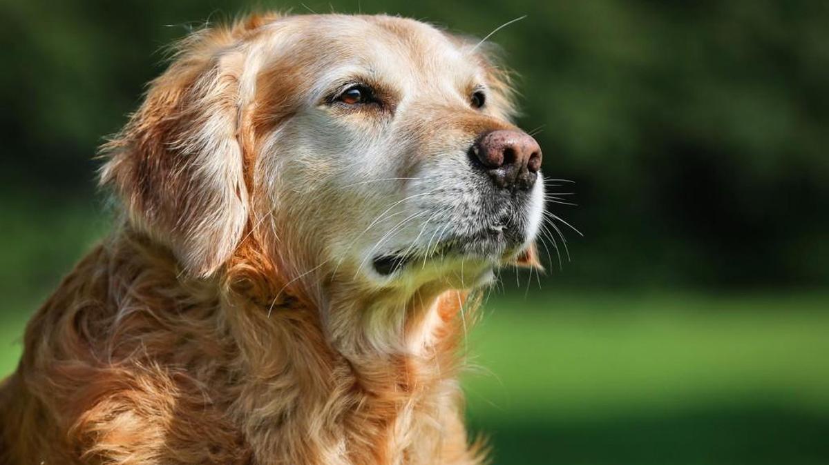 Older dogs and cats are wonderful choices for adoptions.