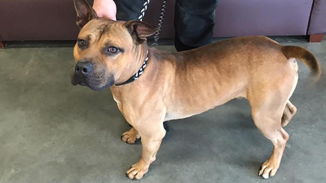 Pet of the week: Tryke