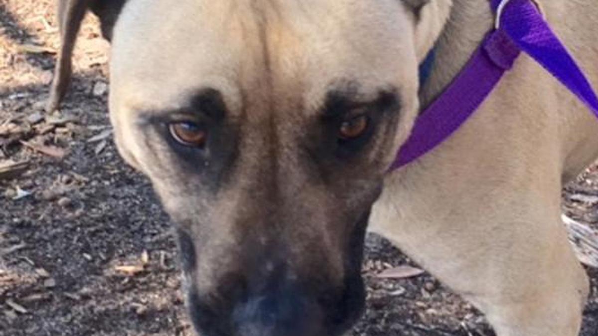 Pops is a 3-year-old male who weights 58 pounds.