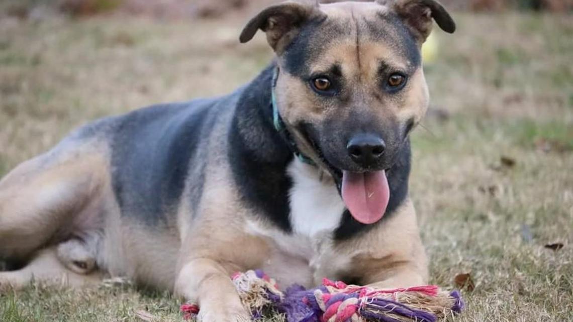 Pet of the week: Coda