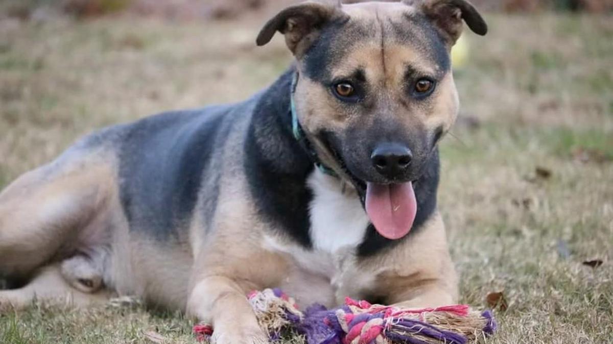 Coda is 2-year-old German shepherd mix who loves to play in kiddie pools and would really love a home of his own.