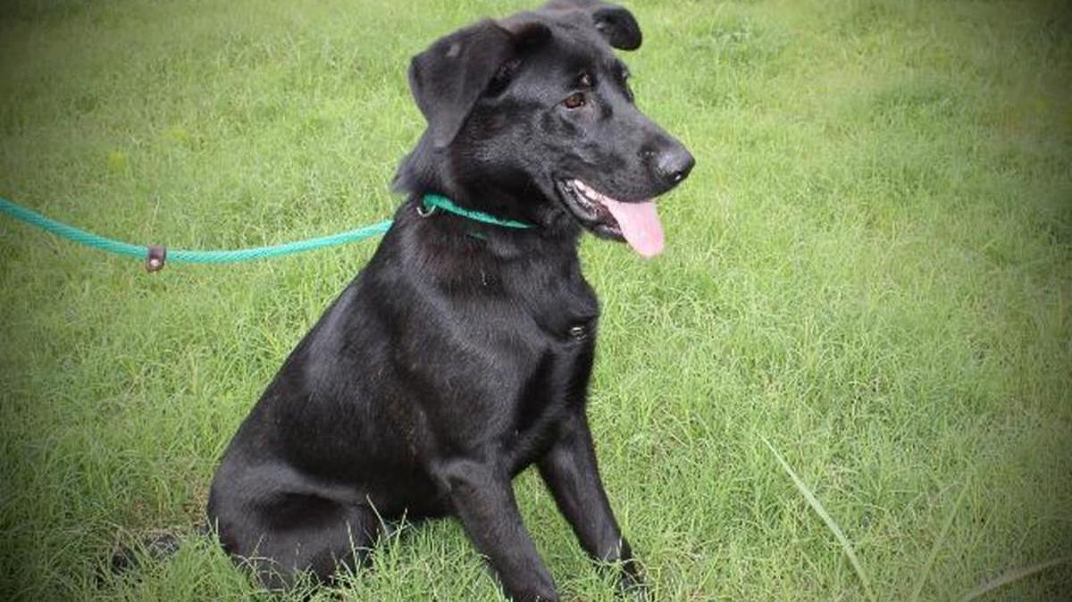 Barney is a medium-size Labrador retriever mix.